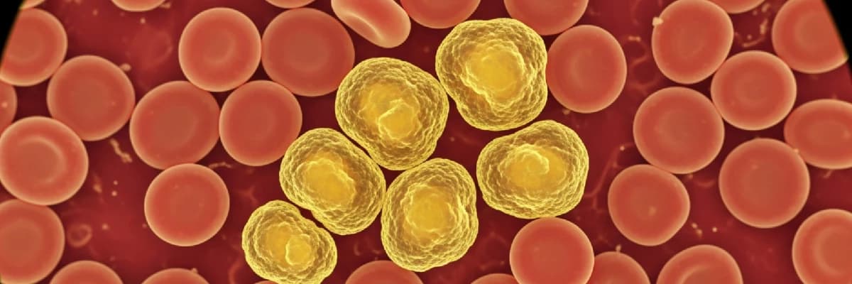 KAN YAĞLARI YÜKSEKLİĞİ İLE İLGİLİ YENİ BİLGİLER