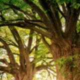 Yeşil Alanların Ruh Sağlığına Etkisi