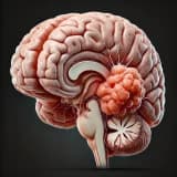 Posterior Fossa Tümörleri: Hassas Bölgede Yaşamı Tehdit Eden Tümörler