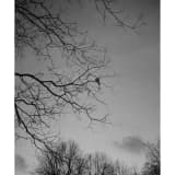 Belirsizliğe Tahammülsüzlük