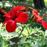 Hibiskus çayı ve sağlığa etkileri