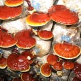 Reishi mantarının tarihçesi
