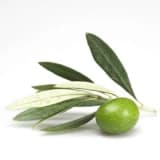 Zeytin yaprağı (oleuropein)