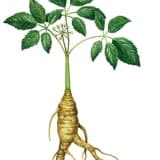 Dünyanın insan biçimli gücü ; ginseng