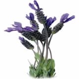 Karabaş otu (lavandula stoechas)