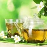 Yeşil çay camellia sinensis