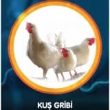 Neden kuş gribi bizi endişelendiriyor?