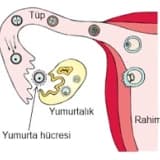 Yumurta çatlaması nedir?