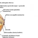 Memenin yapısı
