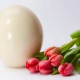 YUMURTA DONDURMA NEDİR?