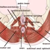 Vajinismus ve Kegel Egzersizlerı