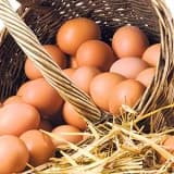 YUMURTA NEDEN BU KADAR DEĞERLİ BİR BESİN?
