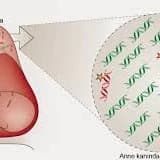Hamilelikte yeni bir genetik test; Serbest Fetal DNA Testi
