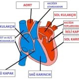 Doğuştan kalp hastalığı nedir?