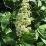 Tripterygium wilfordii ve fitoterapi ön yargıları