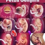 Fetüs Gelişimi