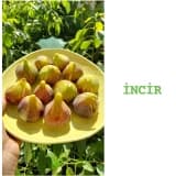 İncir