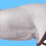 Kol Germe