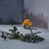 Psikolojik Dayanıklılık