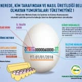 NEDEN YUMURTA, NASIL YUMURTA ?