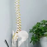 Bel Fıtığı Neden ve Nasıl Oluşur?