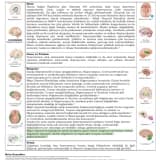 Depresyon ile İlişkili Sinir Sistemi Anatomik Yapıları