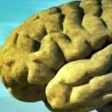 Duyguların Beyindeki Yolculuğu