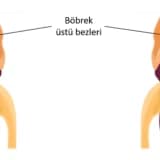 Surrenal (Böbrek üstü bezi) tümörleri