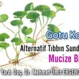 Gotu kola: alternatif tıbbın sunduğu mucize bitki