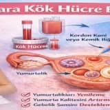Yumurtalıklara Kök Hücre Enjeksiyonu