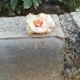 Çözümü Doğru Yerde Ara