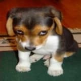 El değiştiren köpekler