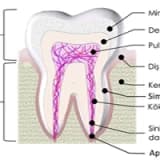 Diş anatomisi