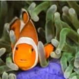Nemo Hiç Kaybolmasın!