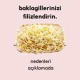 Baklagillerinizi filizlendirin