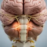 Chiari Malformasyonu (Beyincik Sarkması) Nedir? Belirtileri Nelerdir?