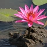 Çamurun İçinden Açan Şey: Lotus Çiçeği ve İnsan Psikolojisi