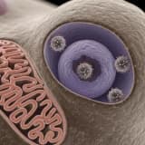 HPV