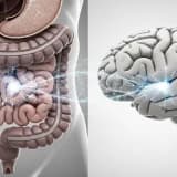 Bağırsaklar Gerçekten “İkinci Beyin” mi?
