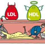 Kolesterol ve Beslenme