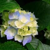 Dr. Belgin Ölçücüer