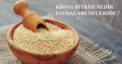 Kinoa nedir?