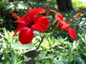 Hibiskus çayı ve sağlığa etkileri