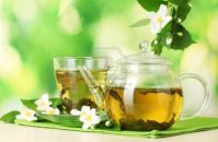 Yeşil çay camellia sinensis