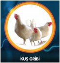 Neden kuş gribi bizi endişelendiriyor?