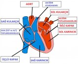 Doğuştan kalp hastalığı nedir?