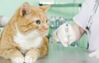 Kediler de aşı programı