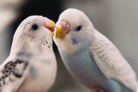 Muhabbet kuşlarında yumurta tıkanması