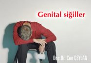 Genital  siğiller