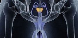 Penisin prostat ile ne ilgisi var?